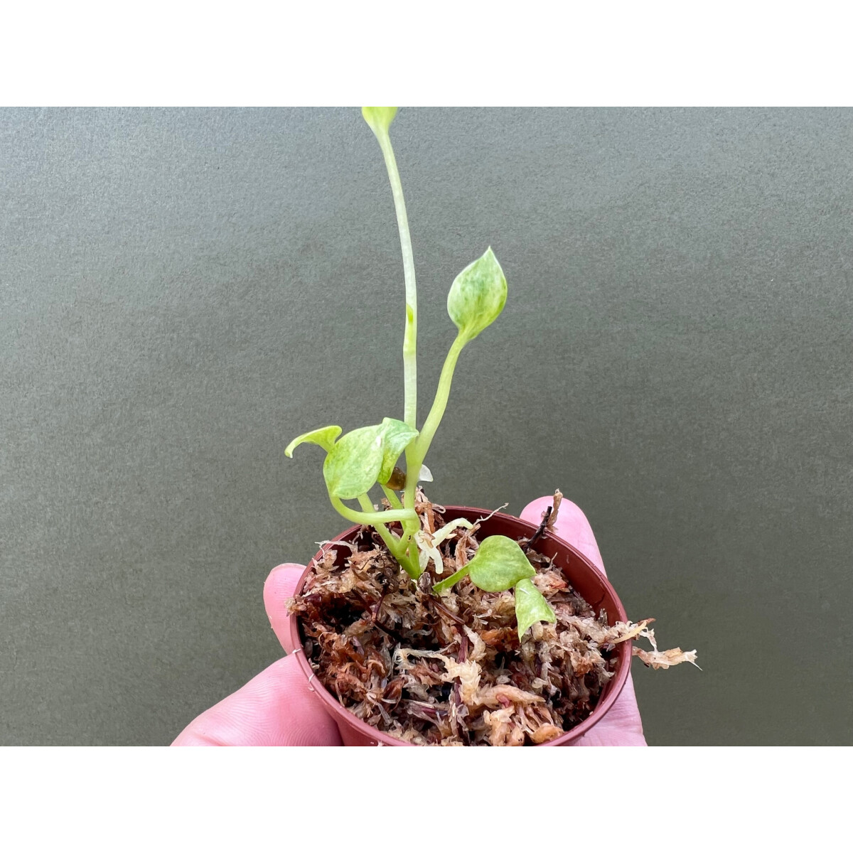 Anthurium Vittarifolium variegata Babyplant
