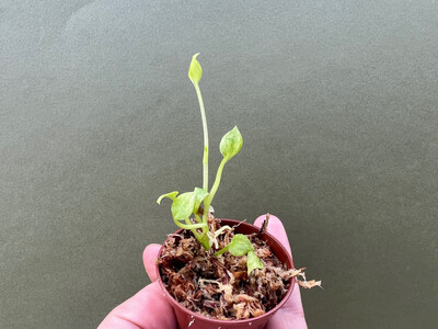 Anthurium Vittarifolium variegata Babyplant