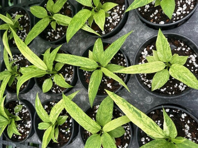 Anthurium Vittarifolium variegata Babyplant