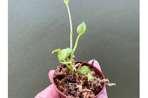 Anthurium Vittarifolium variegata Babyplant