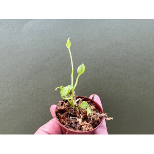 Anthurium Vittarifolium variegata Babyplant