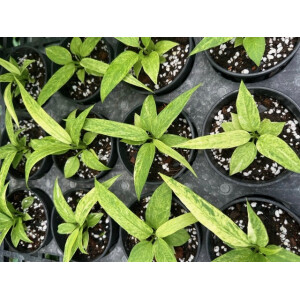 Anthurium Vittarifolium variegata Babyplant