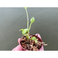 Anthurium Vittarifolium variegata Babyplant