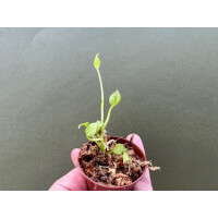 Anthurium Vittarifolium variegata Babyplant