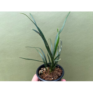 Elaphoglossum lanceolatum