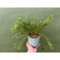 Lycopodium lucidulum NEW