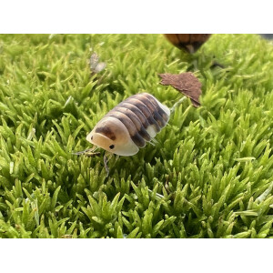 Cubaris spec. White Head Ducky