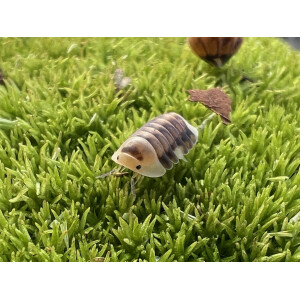 Cubaris spec. White Head Ducky