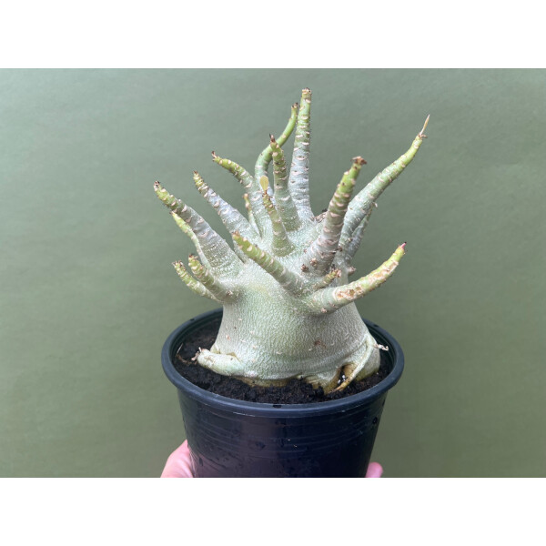 variegata plants Alocasia Frydek Variegata – Foliage Dreams main image 0