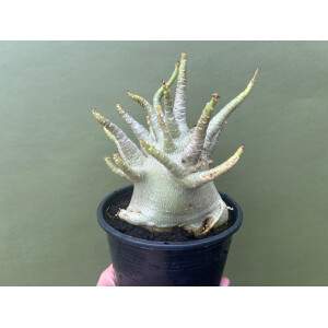 Adenium Baobab