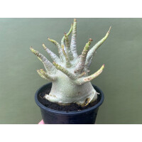 Adenium Baobab