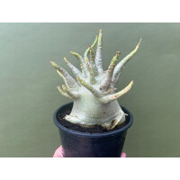 Adenium Baobab