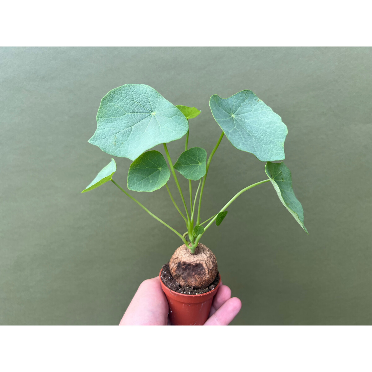 Stephania suberosa Rarität