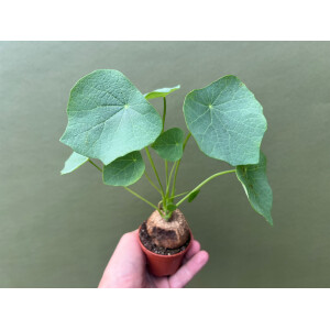 Stephania suberosa Rarität