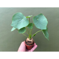 Stephania suberosa Rarität