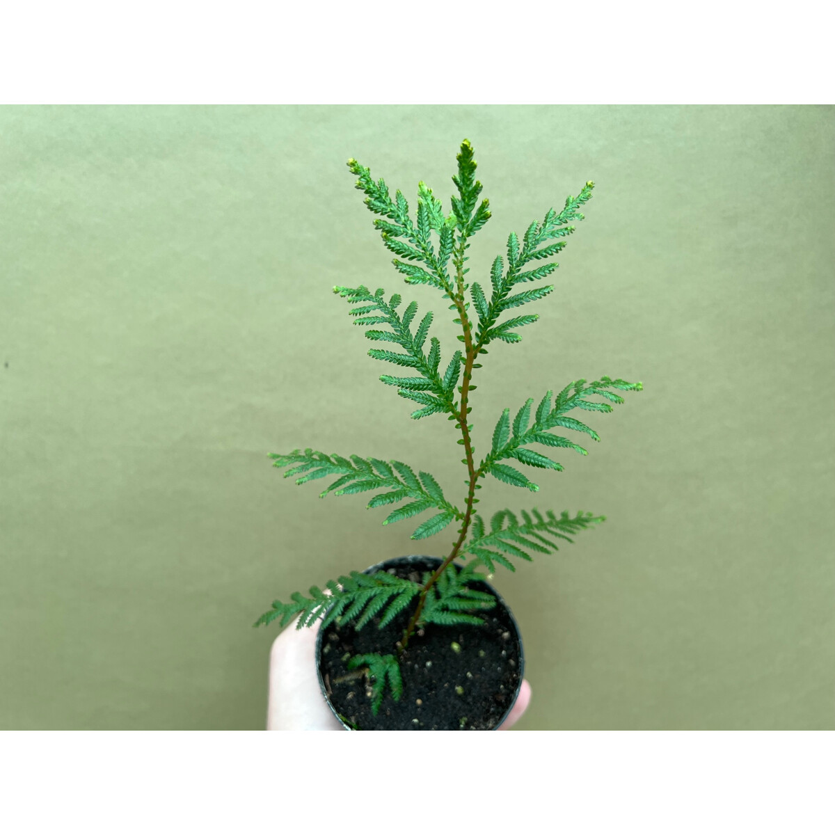 Selaginella spec. Franz&ouml;sisch Guyana