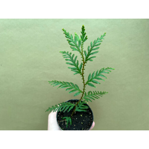 Selaginella spec. Französisch Guyana