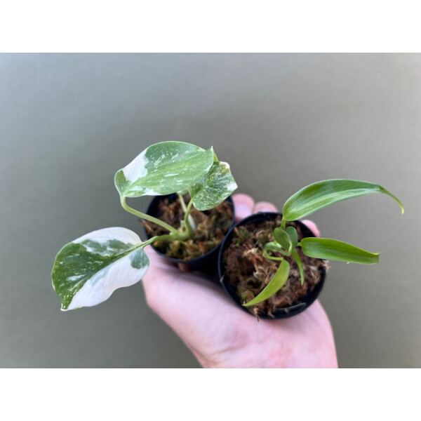 ANGEBOT Rare Monstera Duo