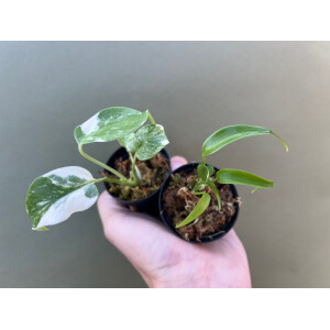 ANGEBOT Rare Monstera Duo