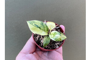 Philodendron burle marx variegata Babyplant