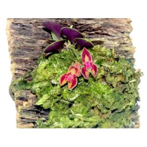 Lepanthes volador