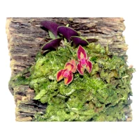 Lepanthes volador