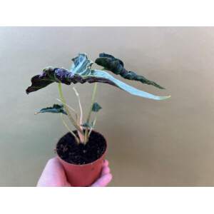 Alocasia Loco
