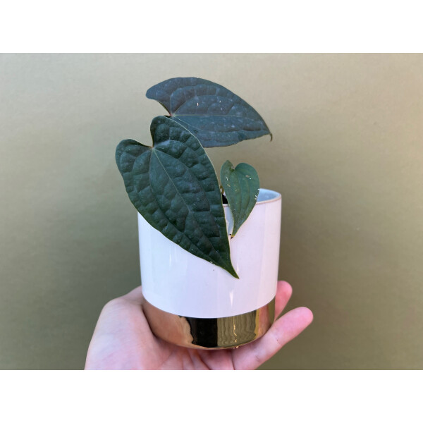 Anthurium luxurians x ace of spades selten