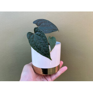 Anthurium luxurians x ace of spades selten