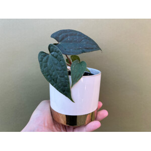 Anthurium luxurians x ace of spades selten