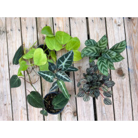 Baumvogelspinnen Pflanzenset M