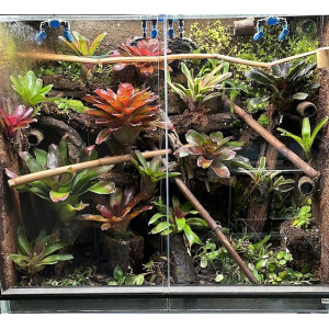 Dendrobatenterrarium Pflanzenset M