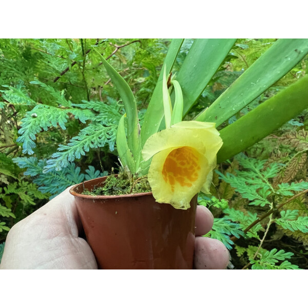 Plectrophora cultrifolia