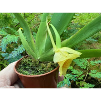 Plectrophora cultrifolia