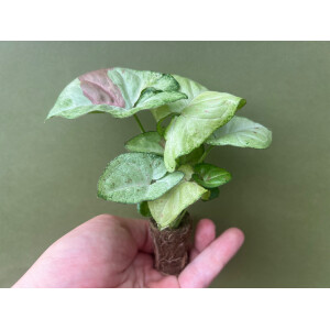 Syngonium Confetti Babyplant