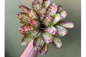 Neoregelia striped heaven