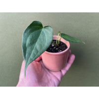 Anthurium Delta Force S