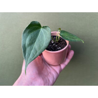 Anthurium Delta Force S