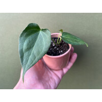 Anthurium Delta Force S