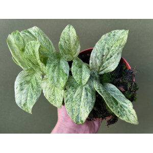 Rhaphidophora Korthalsii Marble Aurea Ableger