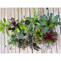 Pantherchamäleon Pflanzenset L