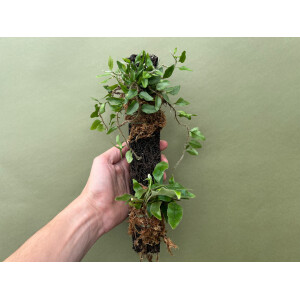 Epiphytenast mit 2 Farnen