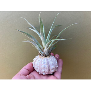 Seeigel mit Tillandsie