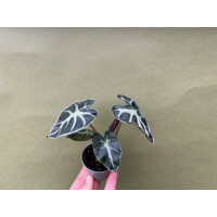 Alocasia Balloon Heart