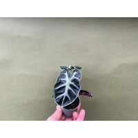 Alocasia Balloon Heart