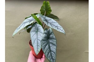 Alocasia Heterophylla Dragons Breath