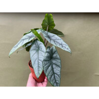 Alocasia Heterophylla Dragons Breath