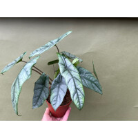 Alocasia Heterophylla Dragons Breath