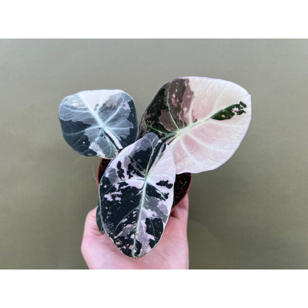 『SALE』Alocasia Black Velvet Pink(TC) 1-2 Alocasia Black Velvet Pink Variegated Planting Bulbs - Etsy