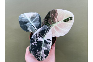  Alocasia Black Velvet Pink Variegata